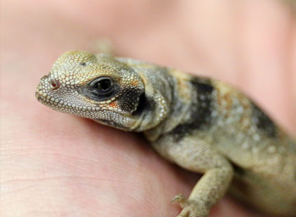 A close up of a baby Chuckwalla. Links to Donor-Advised Funds